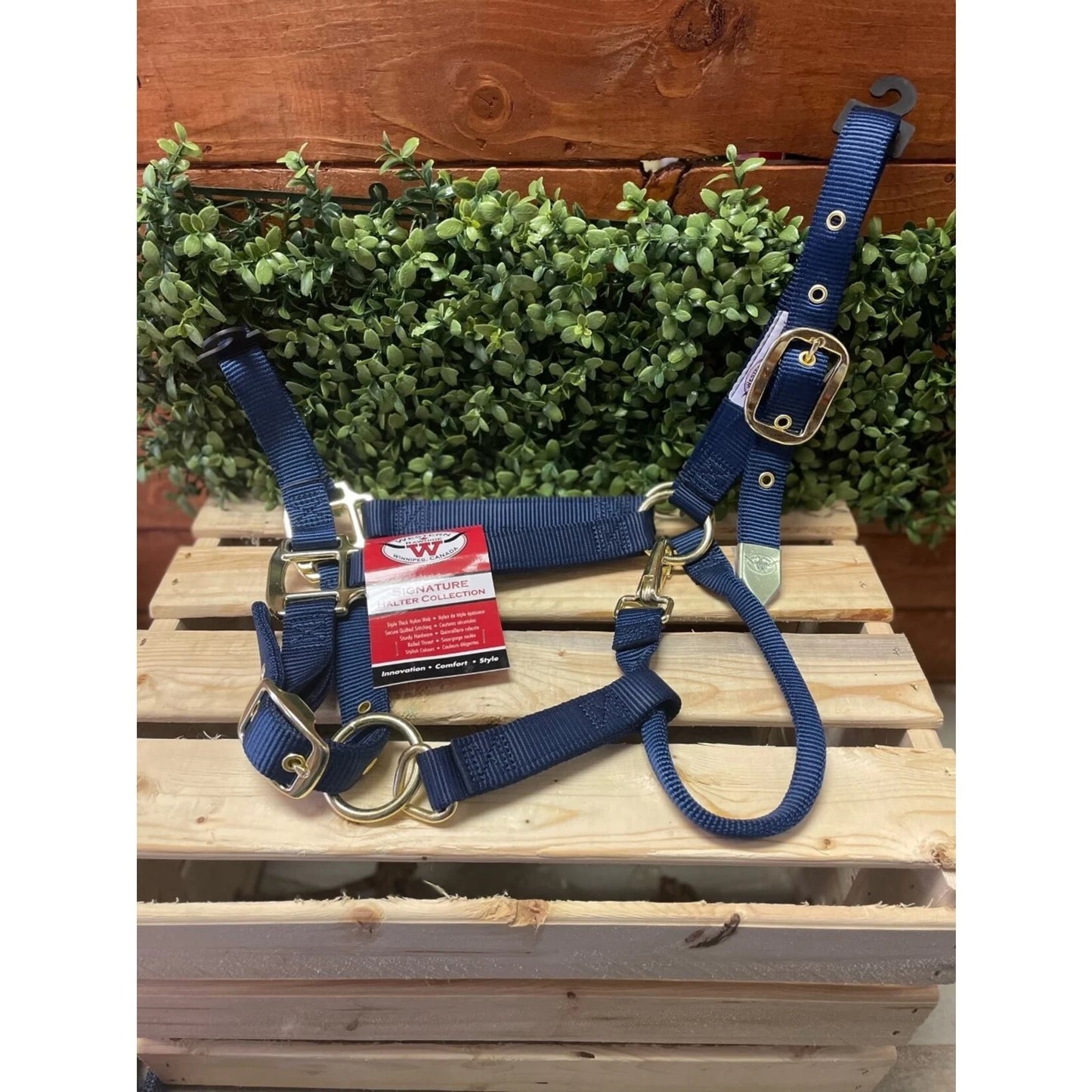 Western Rawhide Halter Navy, Foal