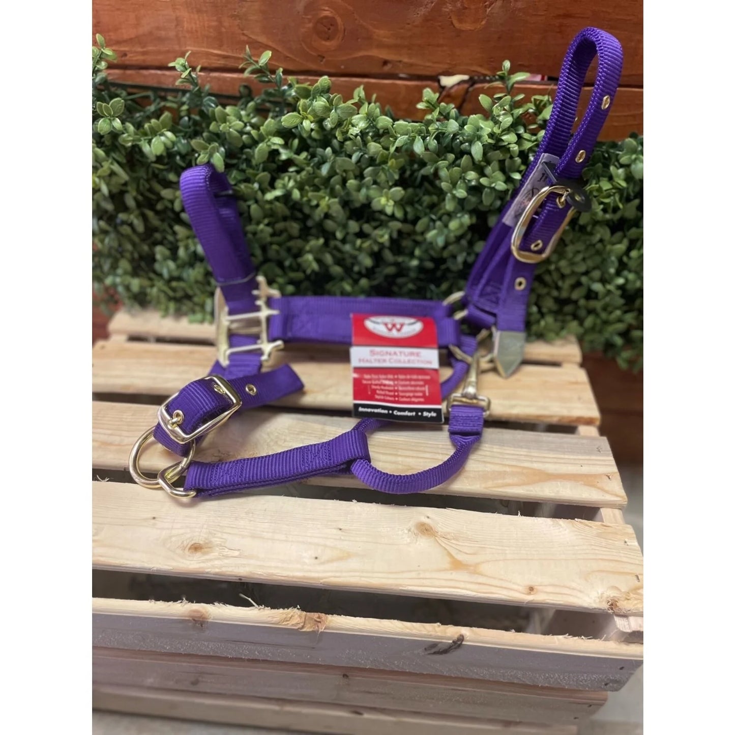 Western Rawhide Halter Purple, Medium