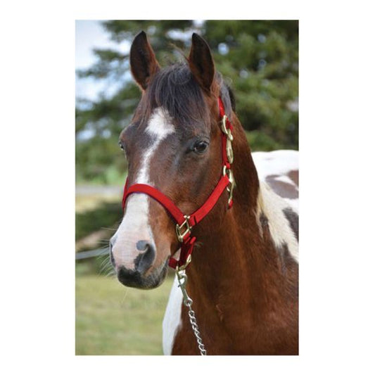 Western Rawhide Licou Rouge, Poulain