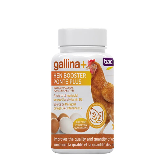 Gallina + Ponte plus