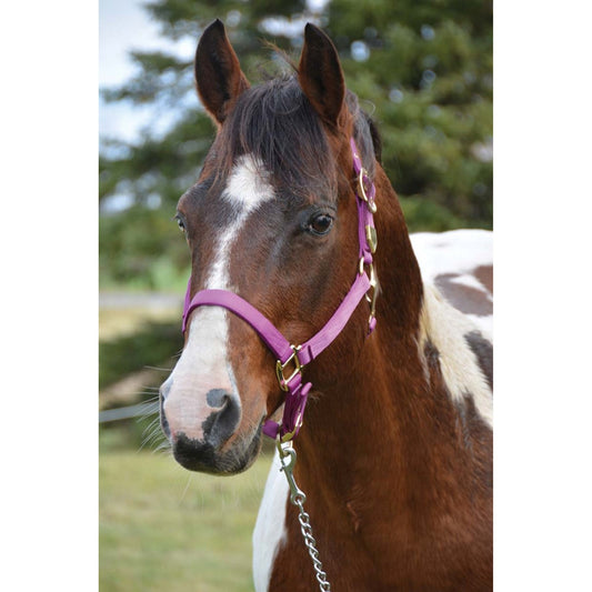 Western Rawhide Licou en Nylon Rouge Moyen