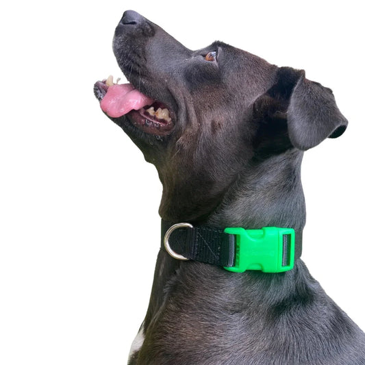 Bugi Collier Nylon Noir & Vert Moyen