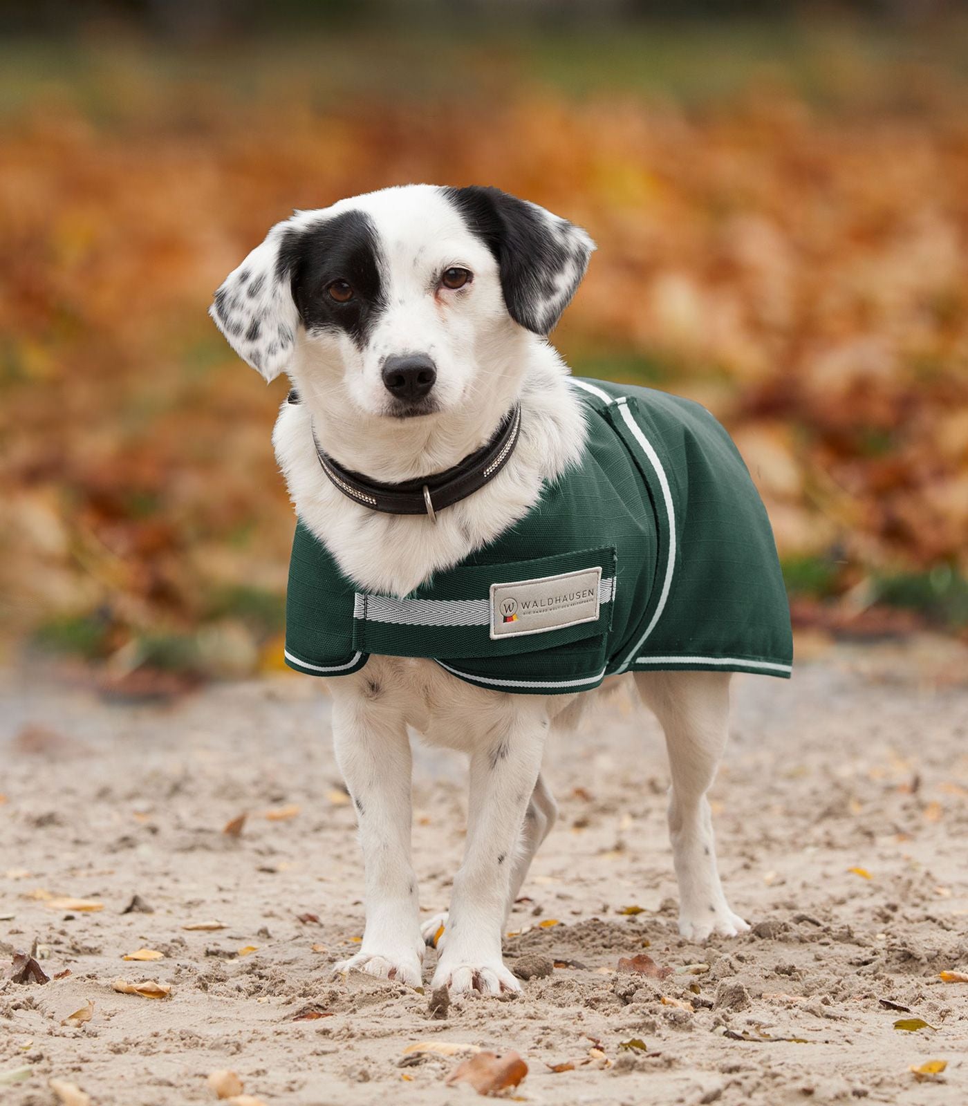 Waldhausen Manteau pour Chien Doublé Vert 21"