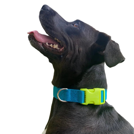 Bugi Collier Nylon Turquoise & Jaune Grand