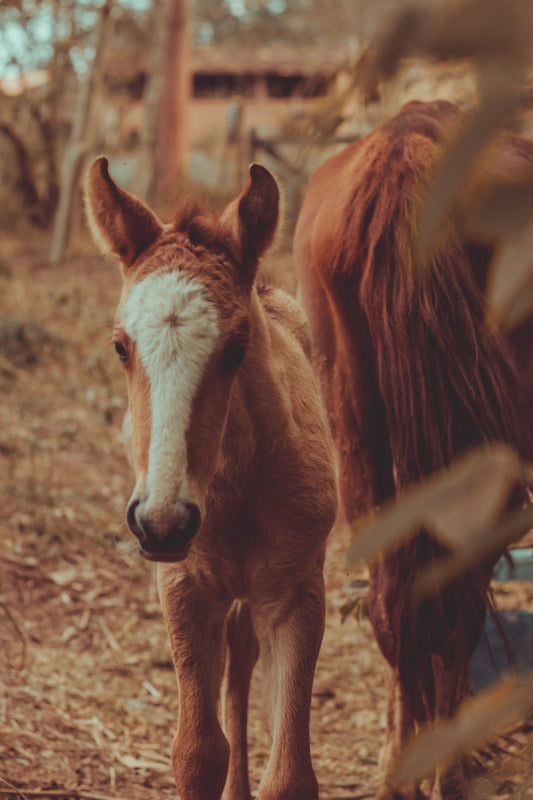 Nature Bélisle Foal Feed 17% Freedom