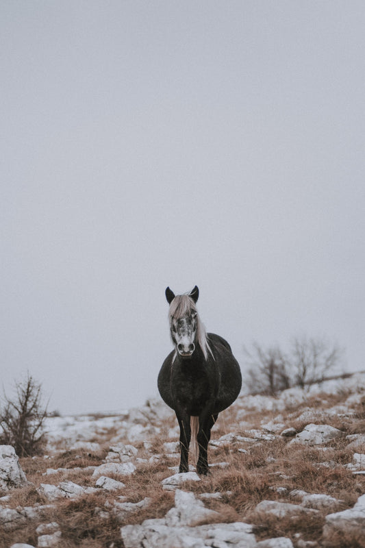 Nature Bélisle Molded Mare 16% Freedom